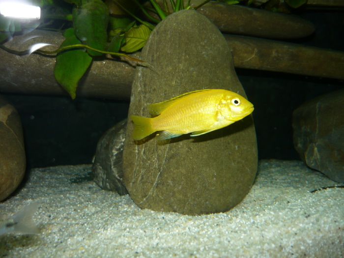 FBGTSWRHJBRVFMATRTG - Ciclide Africane