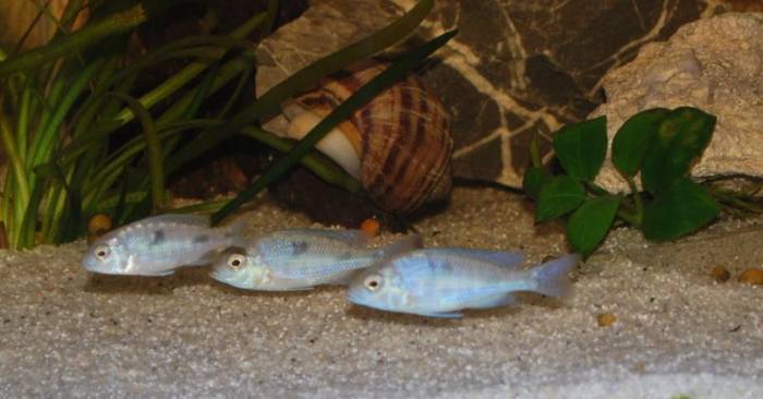 GVLUXXKOIANHINBALZW - Ciclide Africane