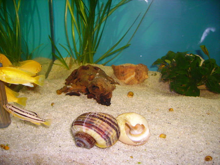 GWQAXFTWKLFTMRVZIFU - Ciclide Africane