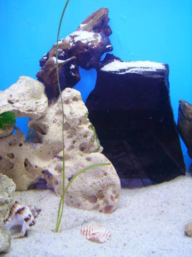 HAPPCIKVNGZLNJGZGWF - Ciclide Africane