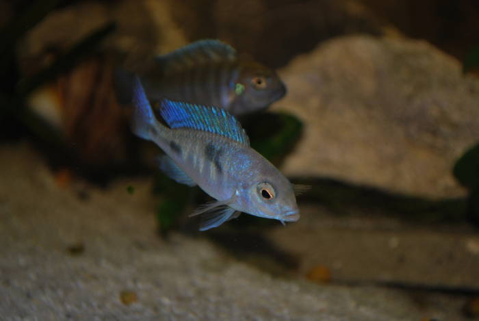 HEYZTRHVSUUWVSABDWB - Ciclide Africane