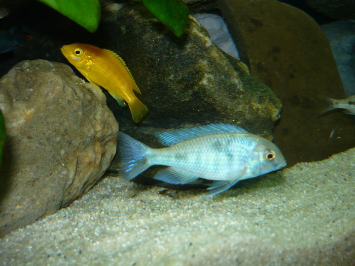 HQAHFTCUIJSUEUPTYBS - Ciclide Africane