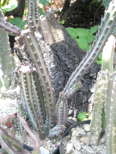 Senecio stapeliformis - 20.05