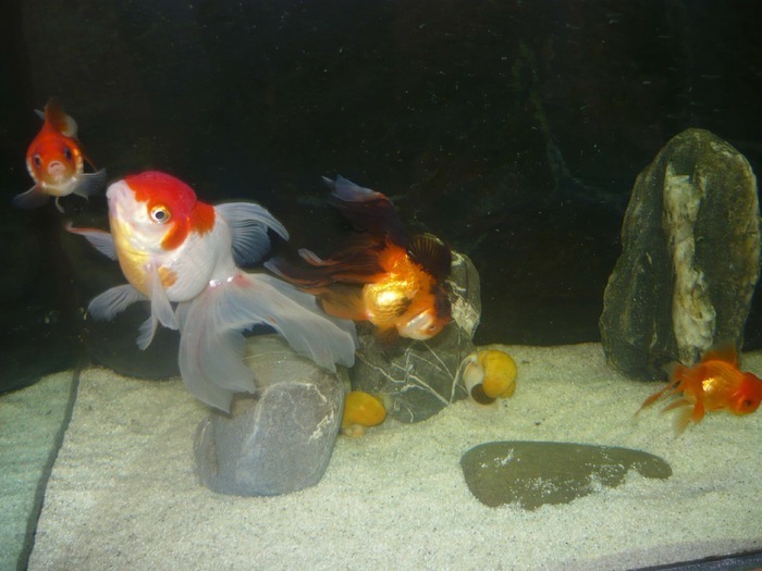 12111262_YGCWROAZM - My Goldfish