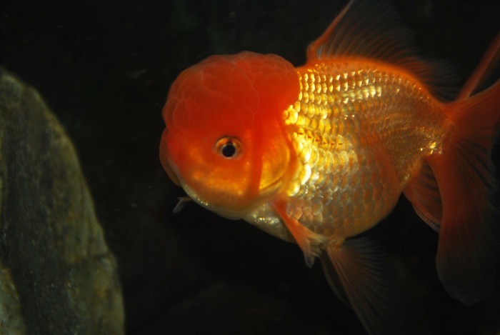 12203120_SJRZRGVLN - My Goldfish