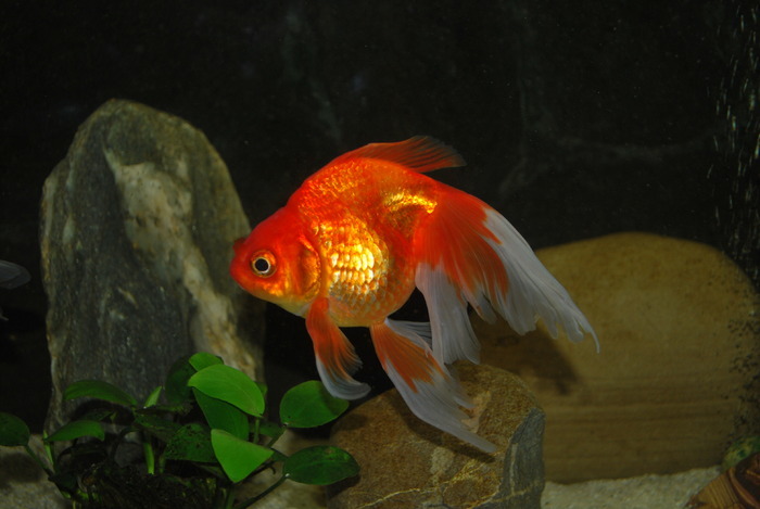 12203835_DATYGOJON - My Goldfish