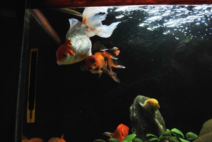 12205381_YQZRGJQVJ - My Goldfish