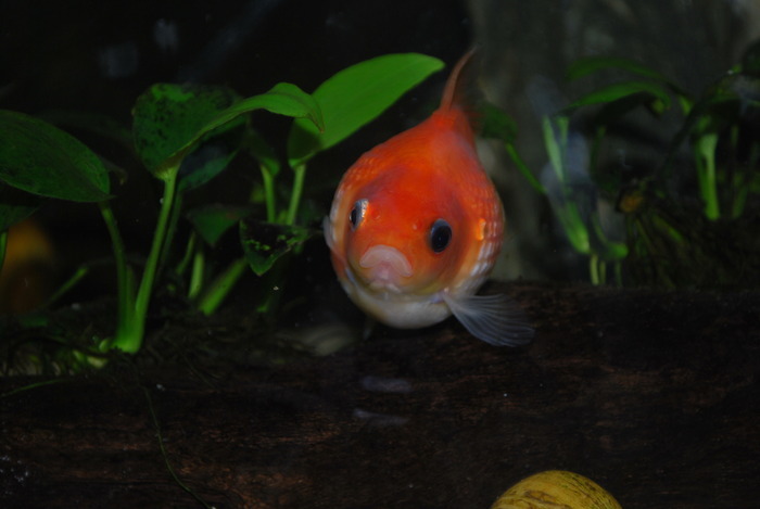 12205555_IAJVZBHQB - My Goldfish