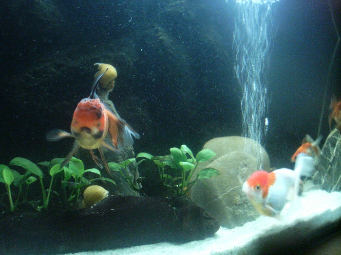 13195795_JCNSBREFQ - My Goldfish