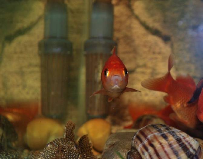 BYJACNTFZLNFOJZDLWT - My Goldfish