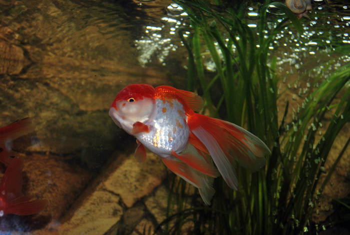 DMDFIBMUWXOFAVTJEPD - My Goldfish