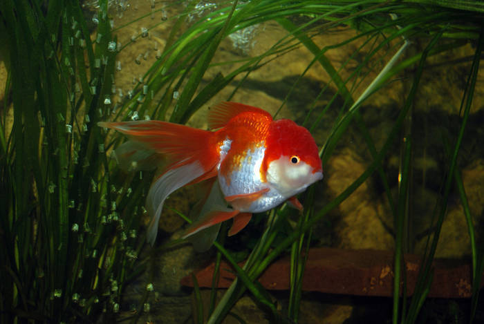DQZTKMPVJUKOQOGTCWB - My Goldfish