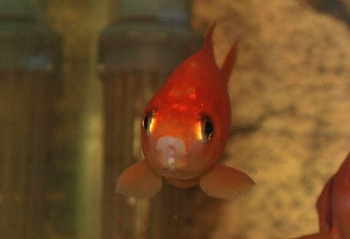 DZQUBBXRYCWOHUCQQFP - My Goldfish