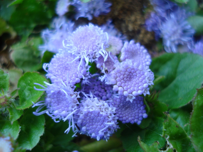Flossflower_Bluemink (2010, May 20) - AGERATUM Houstonianum