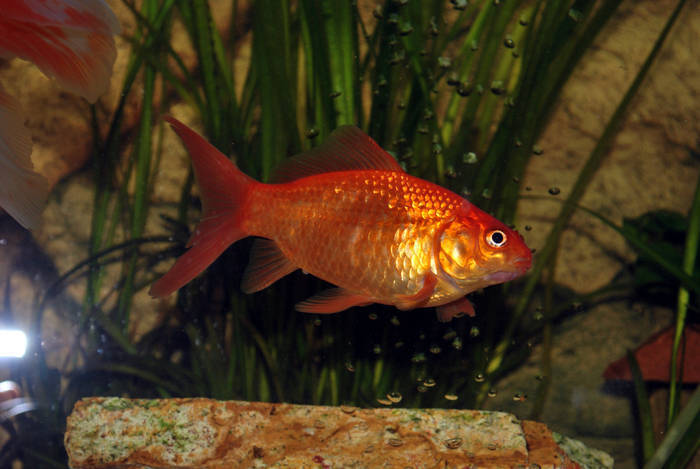 KBCANECHOQMHCOVLWBW - My Goldfish