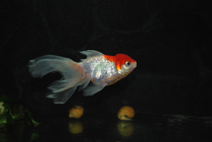 KPZFGKYRNOBRZKJZHNL - My Goldfish