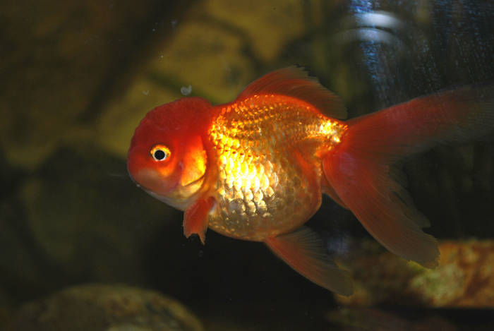 MDUGKVFGKBFSSQWAUEM - My Goldfish