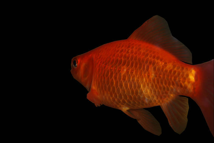 QHSZSJNWRGPNLHAYASF - My Goldfish