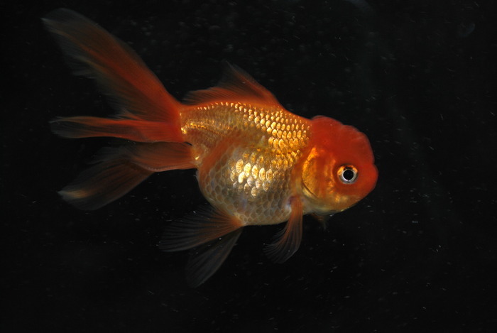VZKBLRZALDIAEOSWEHY - My Goldfish
