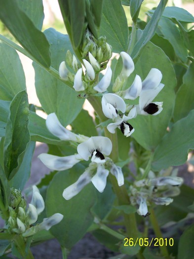 flori de "baclale" - 2010 -a-primavara