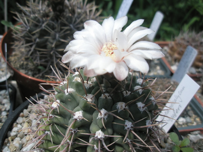 Gymnocalycium vatteri - 27.05 - Gymnocalycium