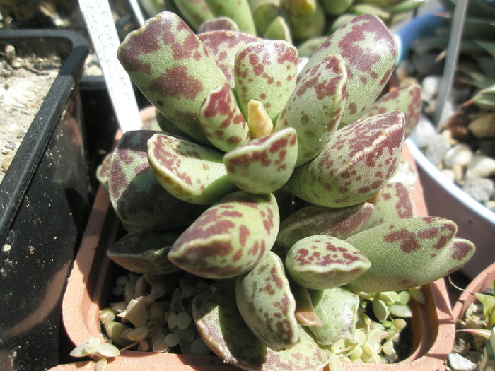 Adromischus cooperii - 27.05