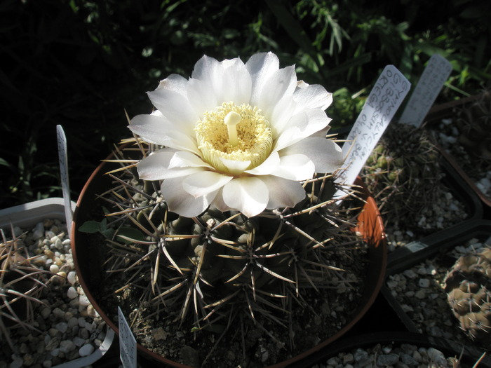 Gymnocalycium gibbossum v. brachypetallum - 28.05 - Gymnocalycium