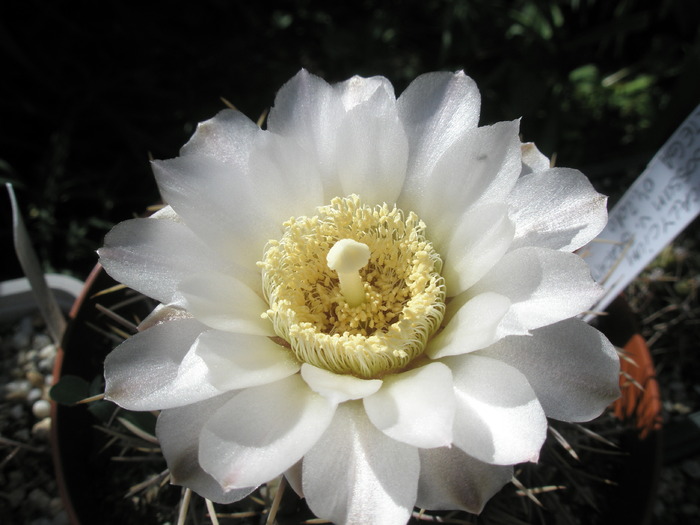 Gymno gibbossum - floare - Gymnocalycium