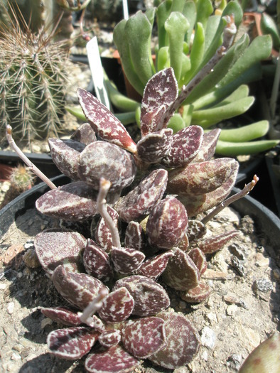 Adromischus mariannae Bryan Makin - 27.05 - Adromischus