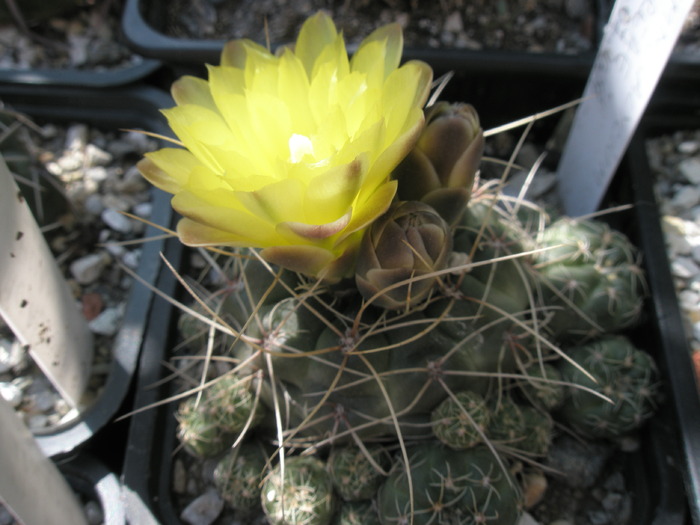 Gymnocalycium andreae - 28.05 - Gymnocalycium