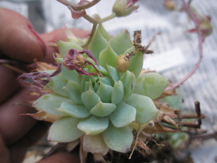 Graptopetalum macdowelii - Graptopetallum