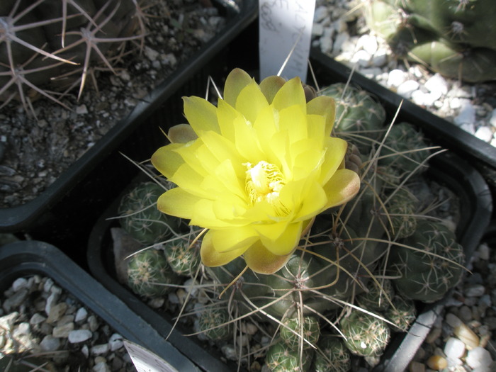 Gymnocalycium andreae - floare