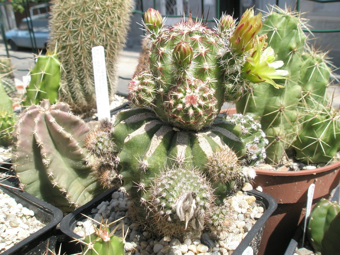 Echinocereus viriflorus altoit -- 27.05 - Echinocereus