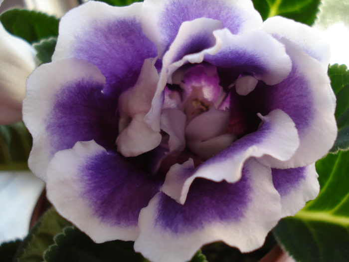 DSC06838 - GLOXINIA  2010