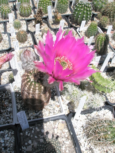 Echinocereus reichenbachii v. perbelus - 27.05