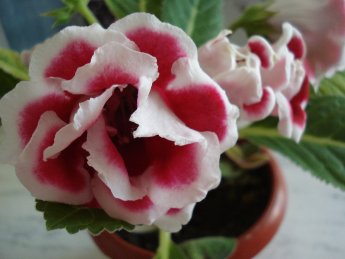 DSC06844 - GLOXINIA  2010