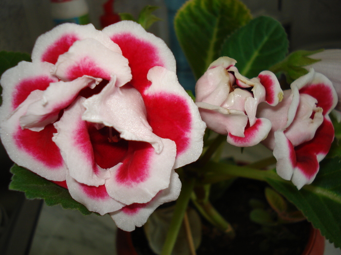 DSC06847 - GLOXINIA  2010