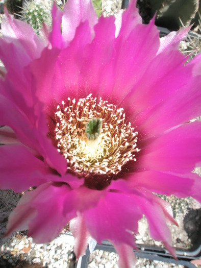 Echinocereus perbelus - floare