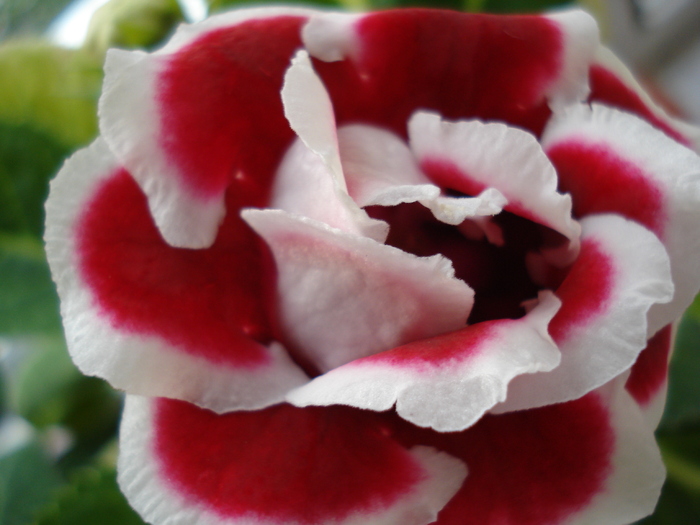 DSC06779 - GLOXINIA  2010