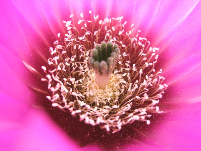 Echinocereus perbelus - macro floare - Echinocereus