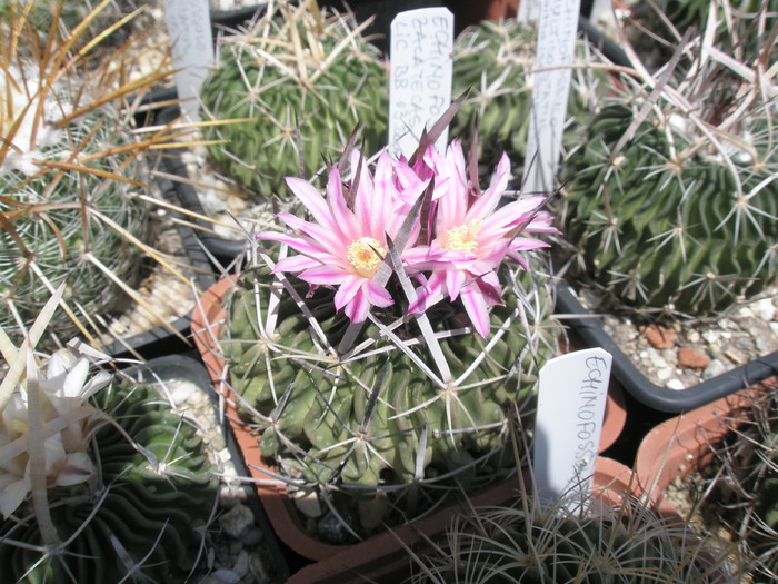 Echinofossulo de la BB - 27.05 - Echinofossulocactus