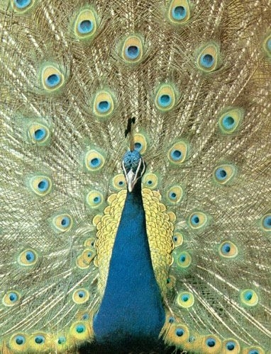 fazan_sau_paun