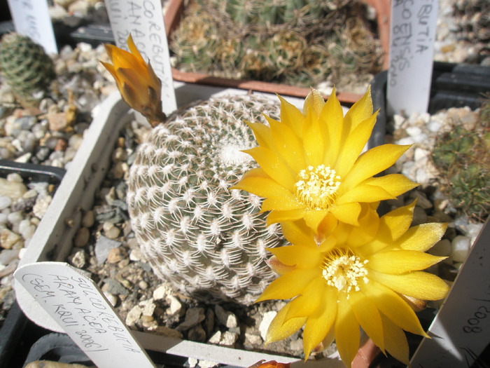 Sulcorebutia arenacea - 28.05 - Sulcorebutia