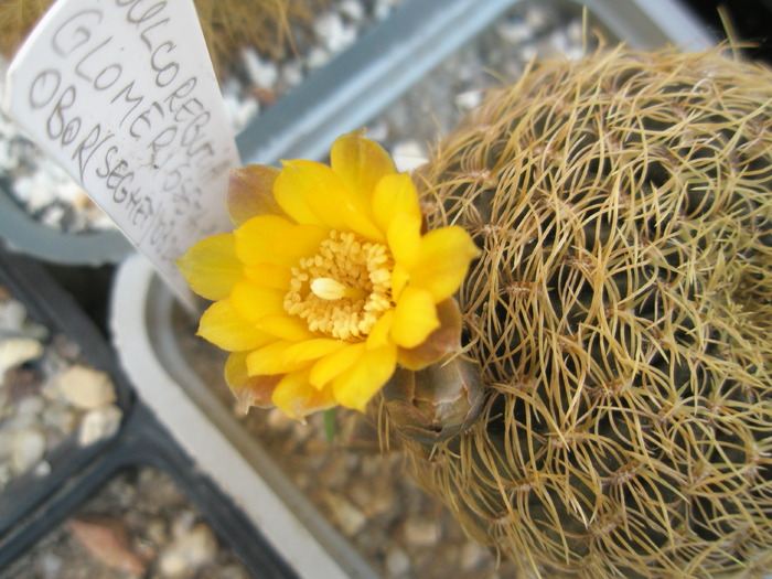 Sulcorebutia glomerisseta - floare - Sulcorebutia