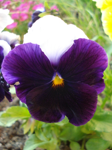 Beaconsfield pansy, 25may2010 - Beaconsfield pansy