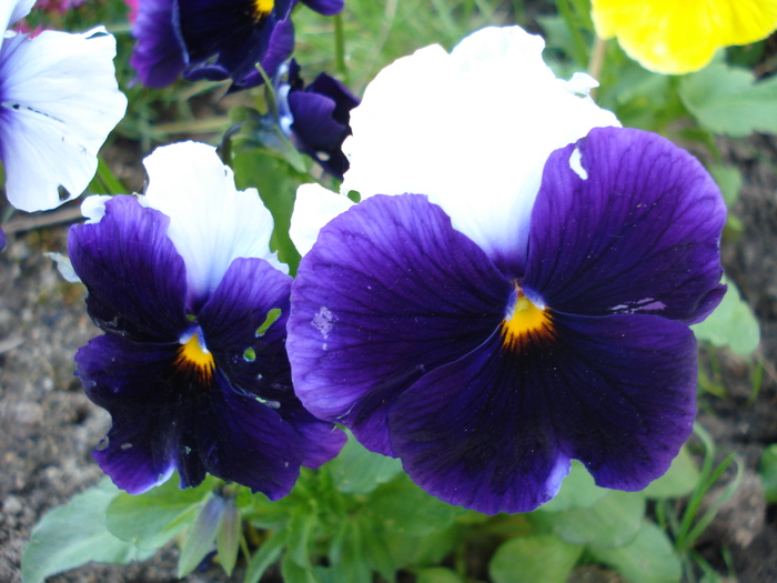 Beaconsfield pansy, 27may2010 - Beaconsfield pansy