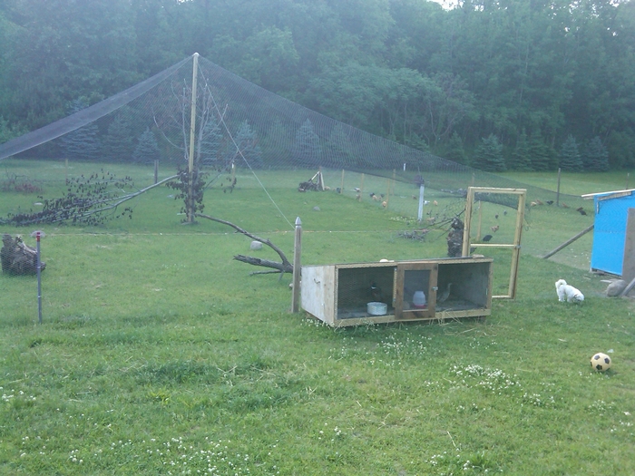 spatiu marit pentru fazani-costel; aici fazanii au loc mai mult si sant feriti de rapitori-ferma lui costel-Michigan
