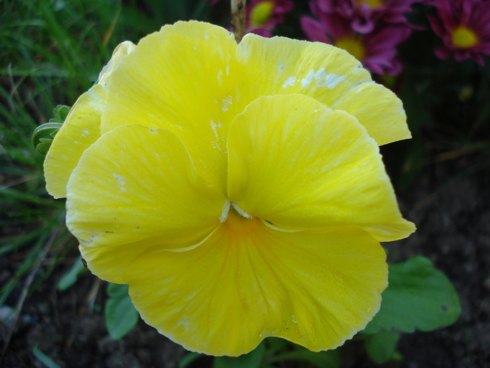 Delta Pure Yellow pansy, 28may2010