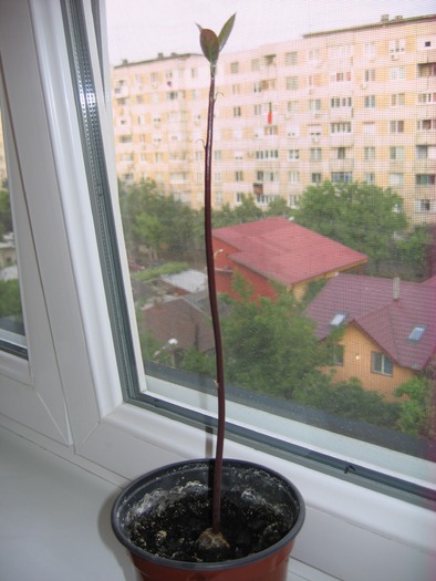 avocado 1; 28.05.10
a crescut ca "vrejul de fasole"
