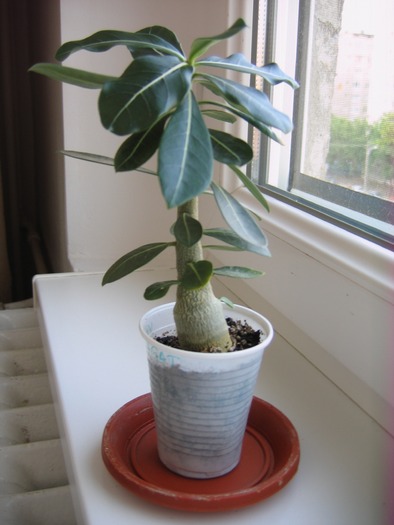 adenium-2 ani; 28.05.10
